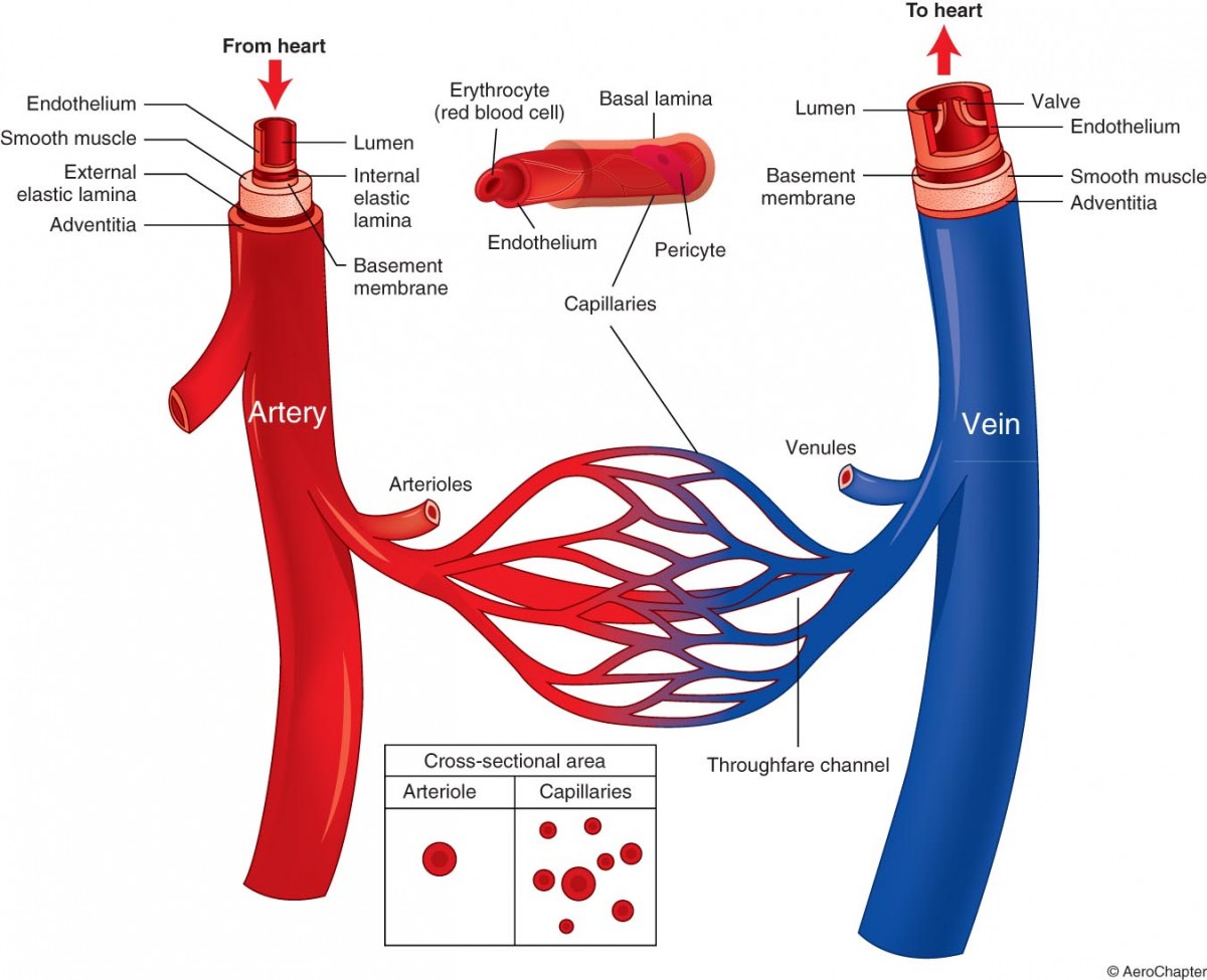 Строение артерии человека